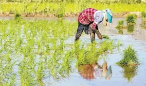 Telangana : मानसून की एक महीने की असफलता के बाद तेलंगाना में खरीफ की बुवाई में आई तेजी