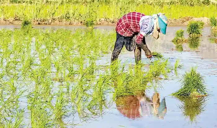 खरीफ