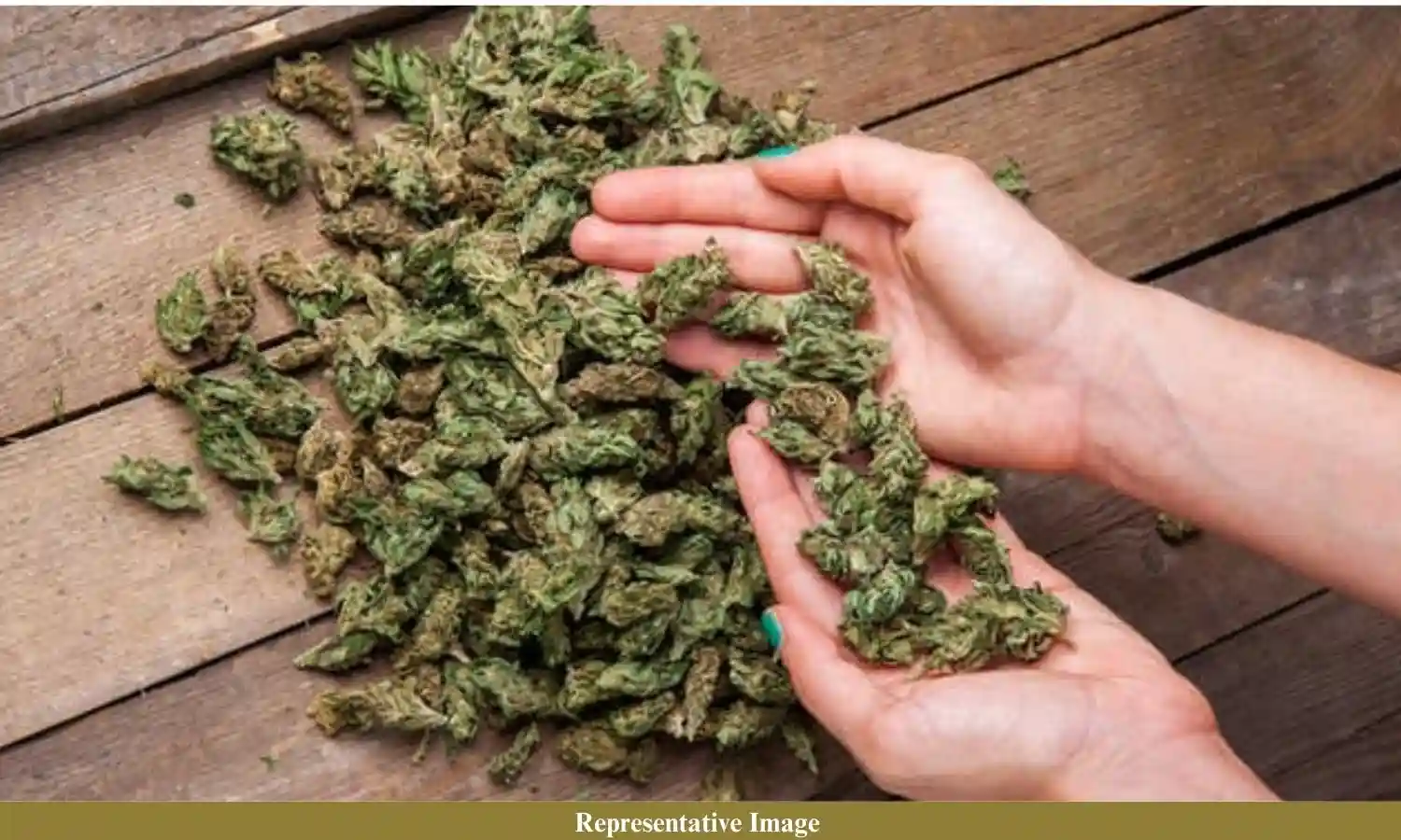 हाइड्रोपोनिक गांजा का क्रेज, भारत-थाई कार्टेल संबंध गहराए