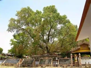 ध्यान वनम में बोधगया से लाए गए लगाए गए बोधि पौधे