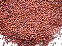 Health : हृदय, मांसपेशियों, नर्वस सिस्टम के लिए लाभदायी है रागी