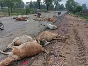 Sadak Hadsa: सड़क हादसा, 15 गायों की मौत