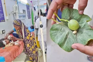 चामराजनगर में जंगली फल खाने से बच्चे बीमार, 3 की हालत गंभीर