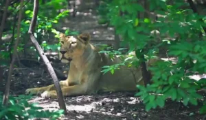 Nehru Zoological Park : दक्षिण भारत की पहली आंतरिक बीएसएल-3 प्रयोगशाला होगी स्थापित
