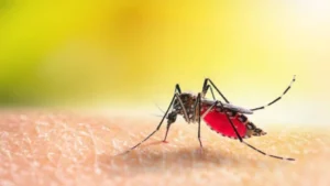 Seasonal Diseases : अस्पतालों में डेंगू, चिकनगुनिया और इन्फ्लूएंजा के मामलों में बढ़ोतरी