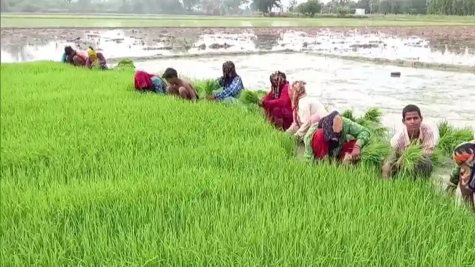 किसान