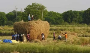Adilabad : लंबे समय तक सूखे के कारण आदिलाबाद के धान किसान रोपाई को लेकर असमंजस में