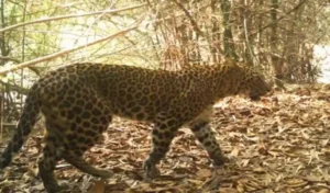 Jagtial : धर्मपुरी कस्बे में तेंदुआ दिखने से अलर्ट जारी