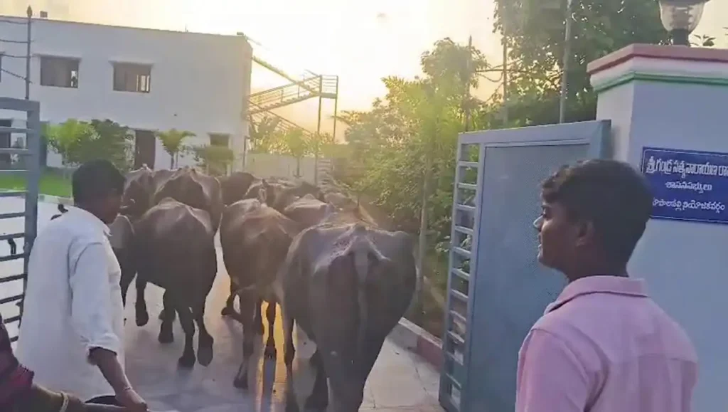 Bhupalpally : विधायक के कार्यालय में भैंसें लाकर दंपति ने किया विरोध प्रदर्शन