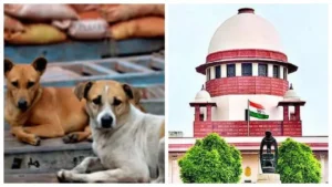Stray Dogs का क्या होगा? सुप्रीम कोर्ट में चली 10 बड़ी दलीलें