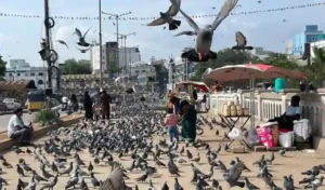 Commercial : फैंसी कबूतर की नस्लों से हजारों की कमाई
