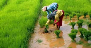 Jogulamba Gadwal : यूरिया की कमी से खरीफ की बुआई प्रभावित
