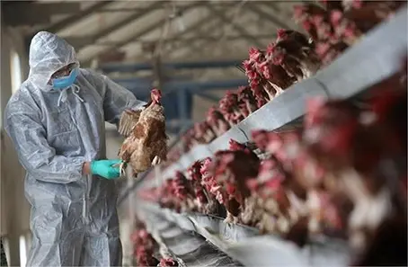 BIRD FLU : यूपी में बर्ड फ्लू का प्रकोप, उत्तराखंड में मचा हड़कंप