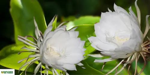Brahma Kamal