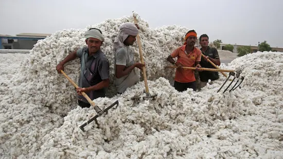 Cotton