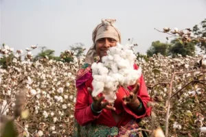 Cotton: कपास किसानों पर संकट, सरकार का बड़ा फैसला