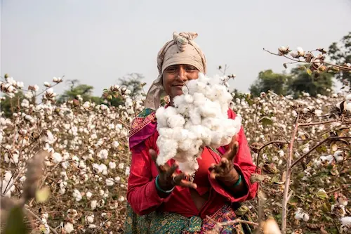 Cotton: कपास किसानों पर संकट, सरकार का बड़ा फैसला