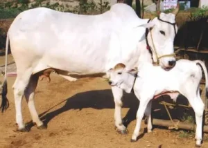 Cow National Animal: गाय को राष्ट्रीय पशु घोषित नहीं किया जाएगा