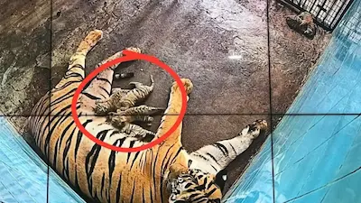 Delhi Zoo : दिल्ली चिड़ियाघर में खुशी की लहर