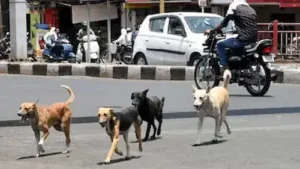 High Court : राजस्थान में सड़कों से हटेंगे आवारा कुत्ते