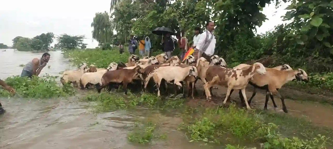 अचानक नदी में आई बाढ, फंस गए चार लोग और 656 भेड़