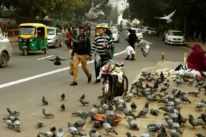 मुंबई में कबूतरों को दाना खिलाने पर FIR दर्ज