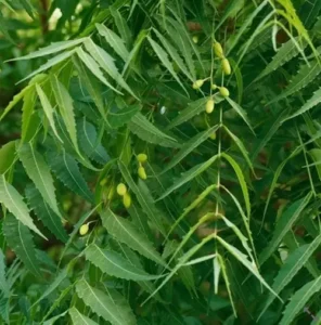 Neem: नीम के चमत्कारी पत्तों से बदलें किस्मत