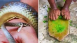 Snake