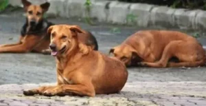Delhi : आवारा कुत्तों की संख्या पर सस्पेंस, 15 साल से नहीं हुई इनकी गिनती