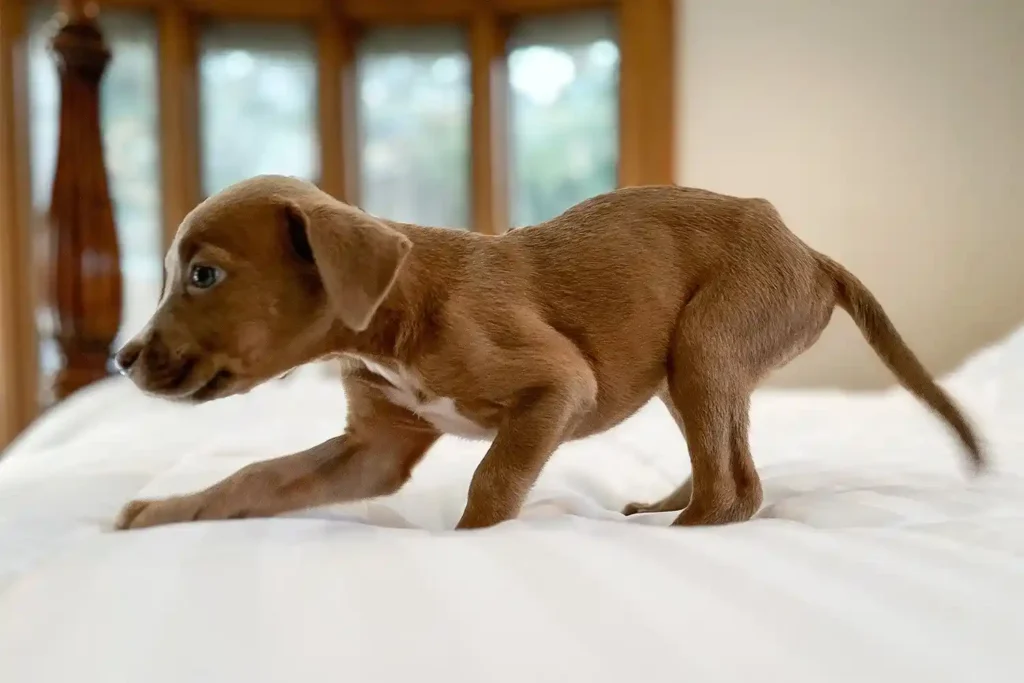 Dog Adoption : जीएचएमसी 17 अगस्त को स्वतंत्र पिल्ला गोद लेने का अभियान करेगा आयोजित