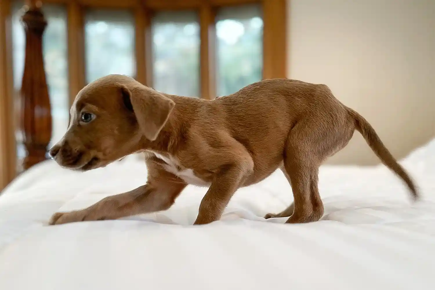 जीएचएमसी 17 अगस्त को स्वतंत्र पिल्ला गोद लेने का अभियान करेगा आयोजित