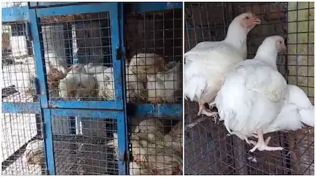 BIRD FLU 
