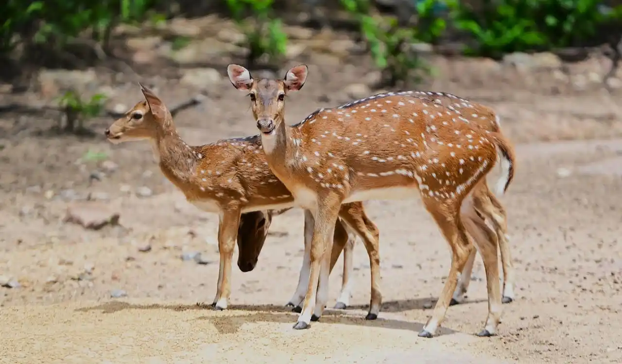 चिड़ियाघर में रात्रि सफारी और चमकता हुआ बायोल्यूमिनसेंट पार्क शुरू होगा
