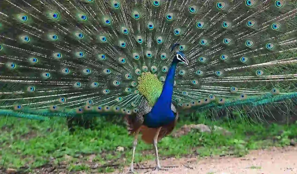 चिड़ियाघर