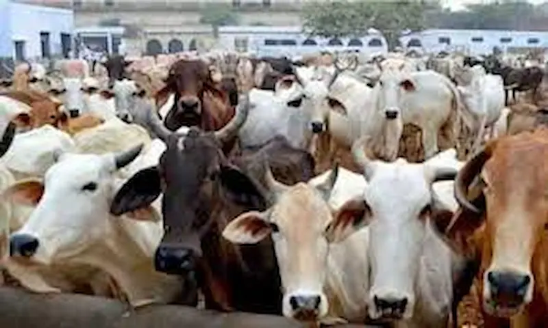 मवेशी 