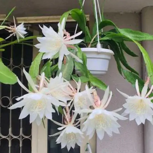 Brahma Kamal