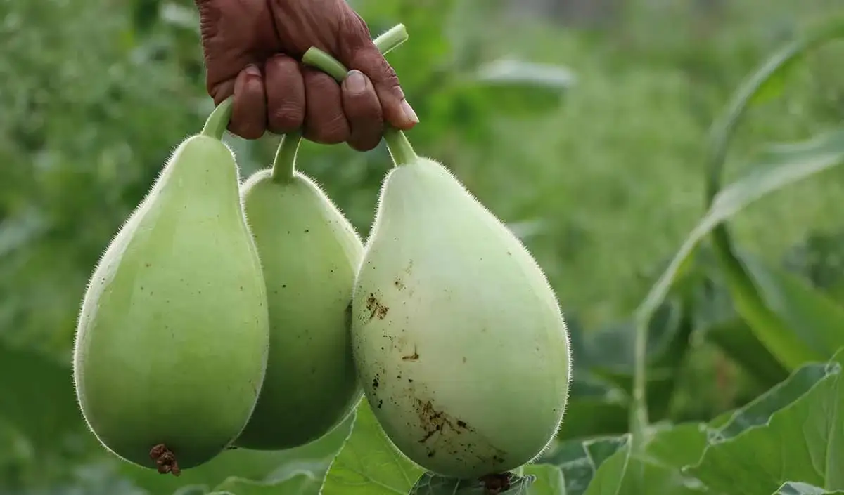 Lauki Recipe: आपके बच्चों को नहीं पसन्द लौकी तो ट्राई करें ये डिश…