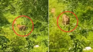 Latest News MP : बाघ के डर से पेड़ पर चढ़ा युवक