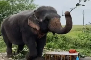 Latest News Odisha : भक्ति में हाथी ने मां दुर्गा के सामने झुकाया सिर