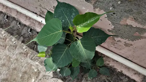 Vastu Tips : छत पर पीपल उगना शुभ या अशुभ?