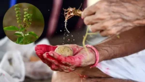Tulsi: पितृपक्ष: श्राद्ध में तुलसी का महत्व और श्राद्धकर्म के नियम