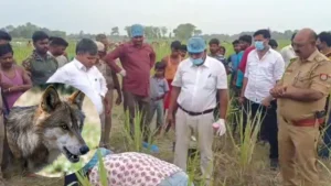 UP News: बहराइच में भेड़िया का आतंक, मां की गोद से बच्ची छीनकर मार डाला
