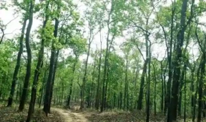 UP: सेवा पर्व को &#8216;स्वच्छ उत्सव&#8217; के रूप में भी मनाएगा वन विभाग,  पौधारोपण की तैयारी