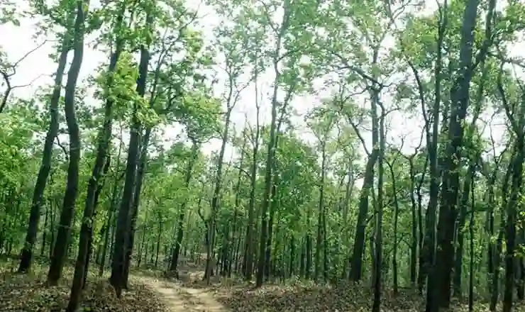 UP: सेवा पर्व को ‘स्वच्छ उत्सव’ के रूप में भी मनाएगा वन विभाग,  पौधारोपण की तैयारी