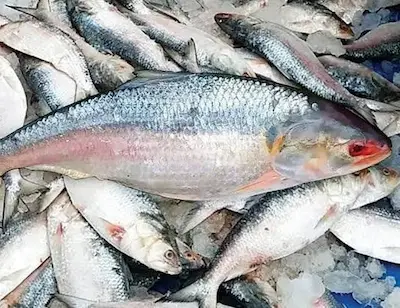 Hilsa