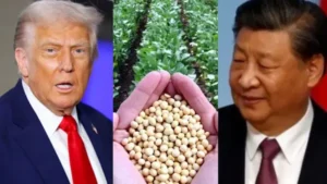Breaking News: Soybean: चीन ने सोयाबीन खरीद रोकी, ट्रंप चिंतित