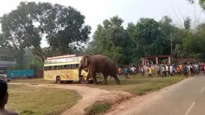 जंगली हाथी ने बस पर किया हमला