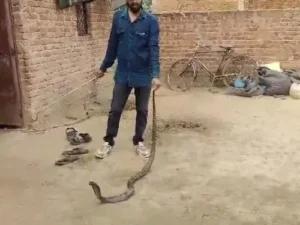 दमोह में कोबरा ने निगल लिया जिंदा सांप