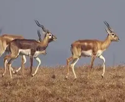 बेलगावी जू