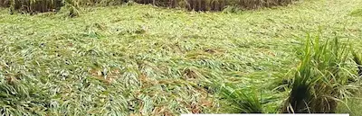 Latest Hindi News : मोन्था तूफान से तबाही : बिहार में दिक्कतें बढ़ीं, यूपी में धान खेतों में डूबा